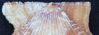 Lindapecten exasperatus